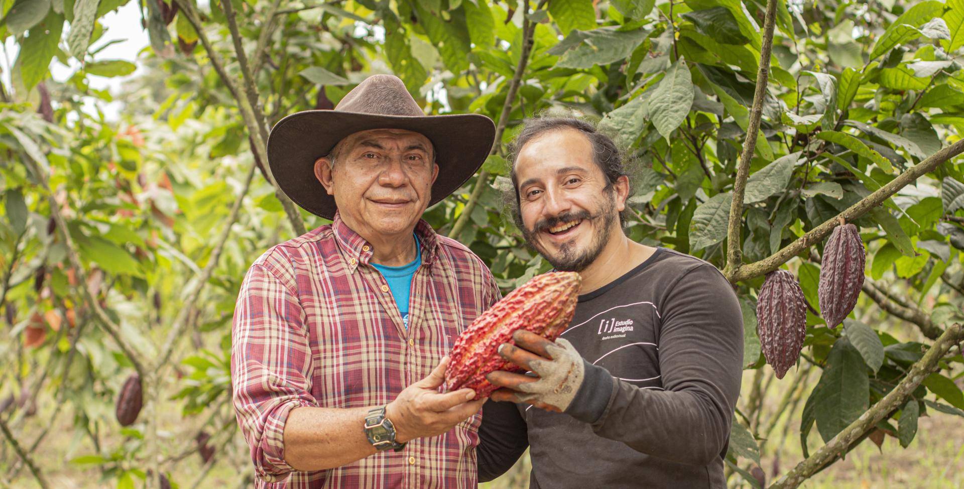 cacaofruit farmer collecting cacaofruits