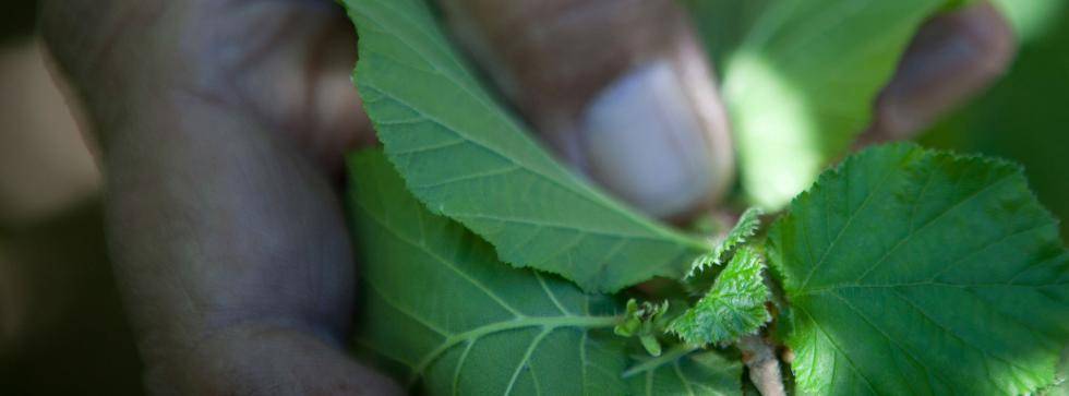 Hazelnut grower caring for a hazelnut tree