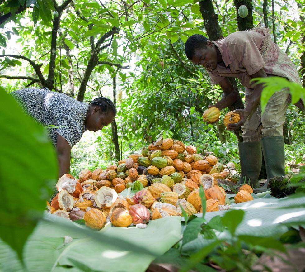 cacaofruit farmers collecting cacaofruits