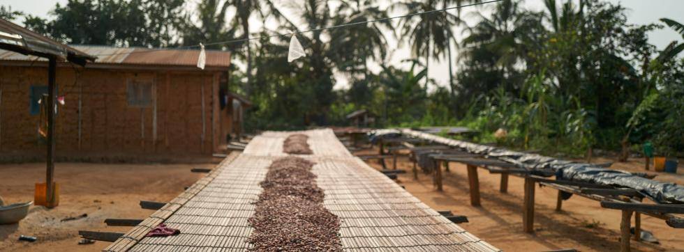 Cocoa beans drying