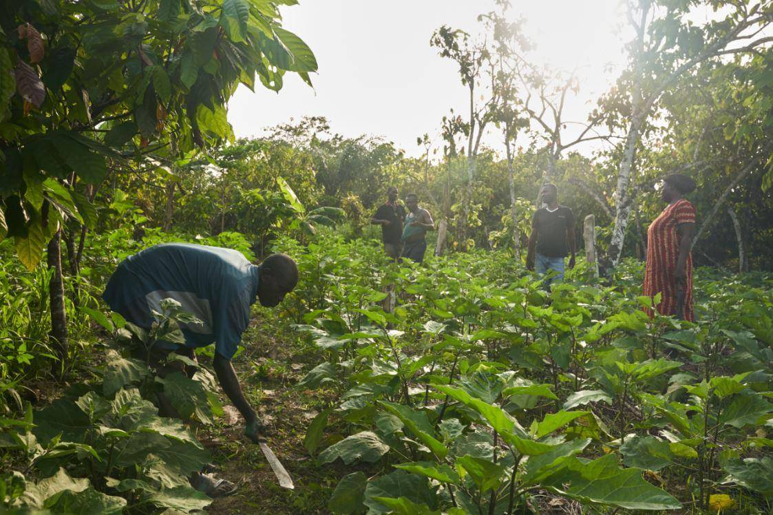 Vegetable and cocoa planting.