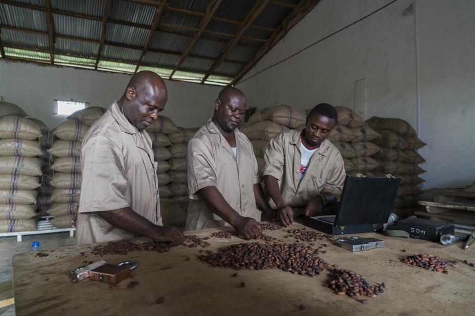 Cocoa being evaluated for packaging in warehouse