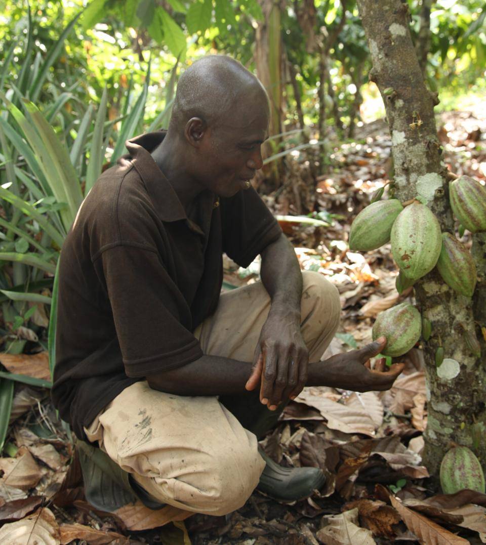 Cocoa cultivation in Ivory Coast