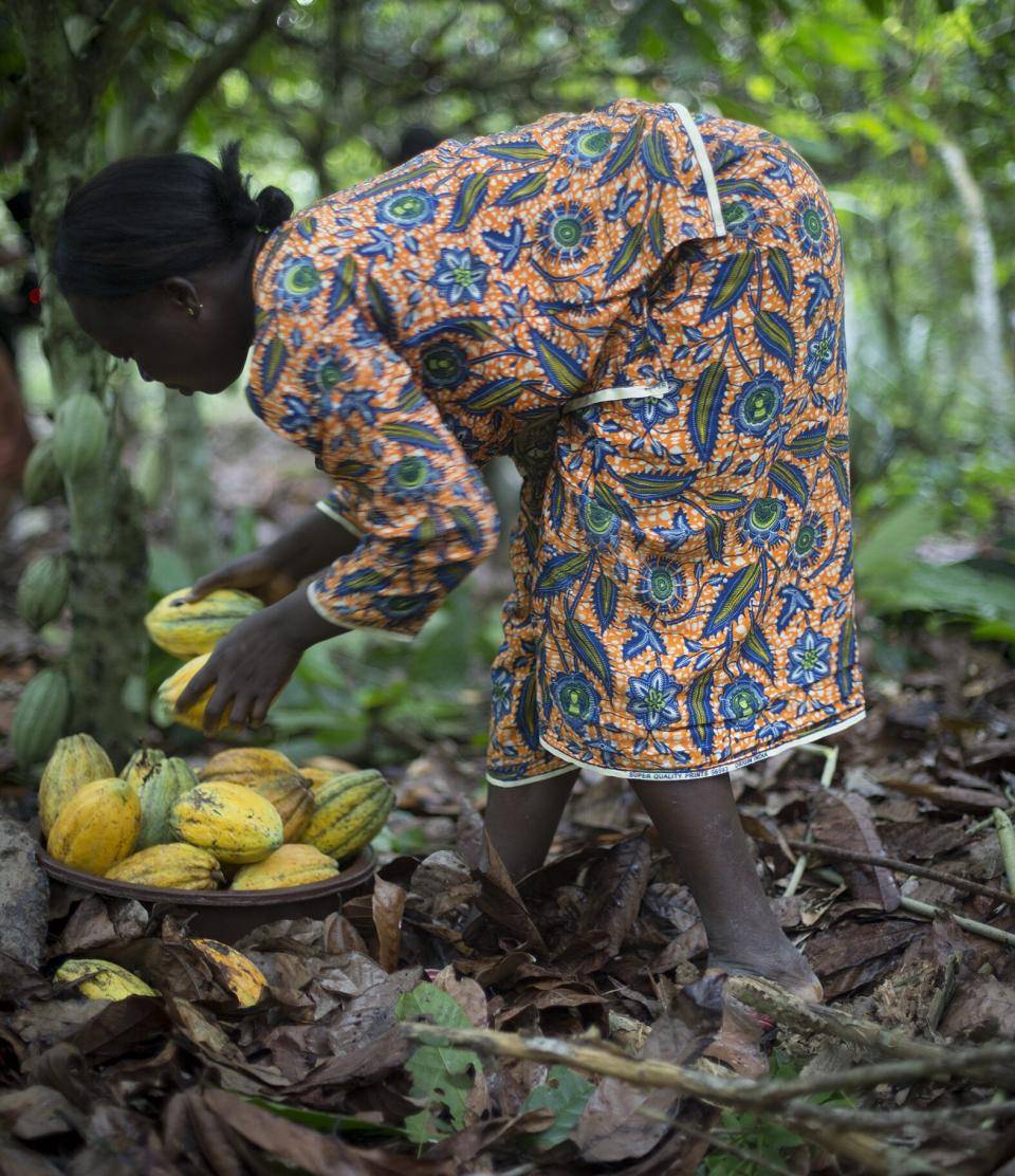 Female farmer harvesting Cocoa in Côte d'Ivoire