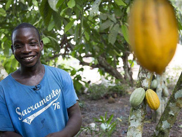 Cocoa farming