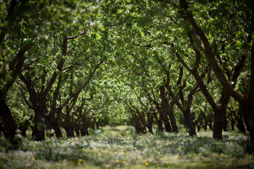 Hazelnut orchards in Spain
