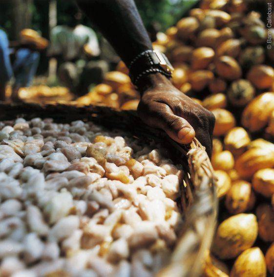 single origin chocolate beans ready for fermentation