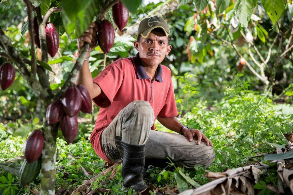 Cocoa farmer in Brazil