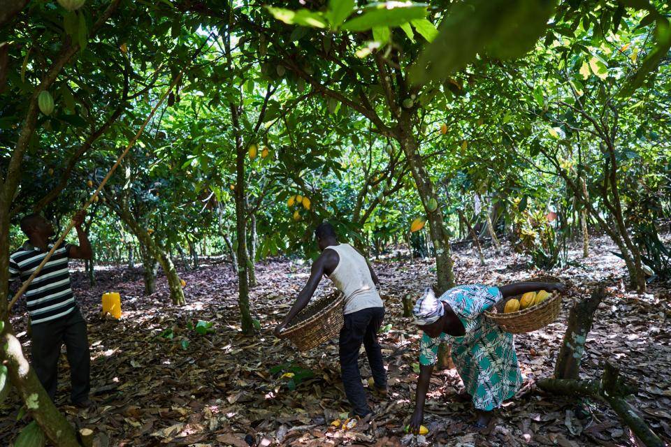 CFI Frameworks for Action is a joint agreement with government, civil society and the world leading chocolate and cocoa companies to end deforestation and promote forest restoration