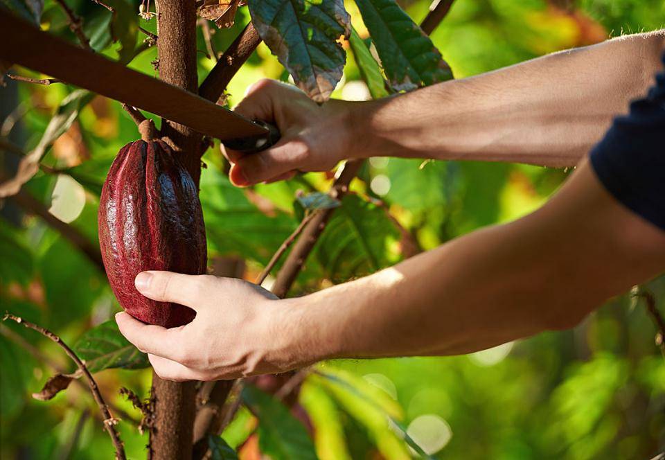 Ruby cocoa pod