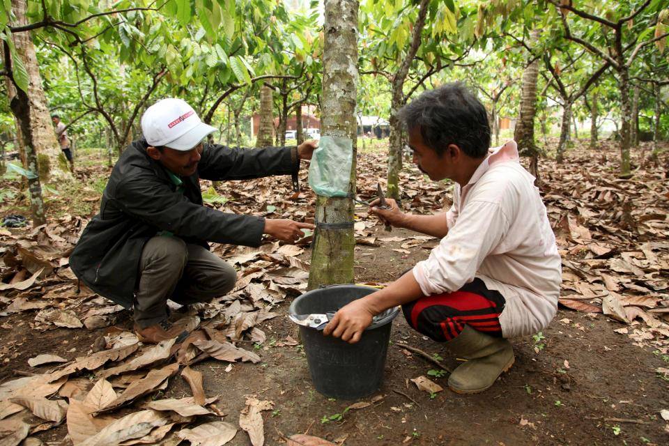 training cocoa farmers indonesia