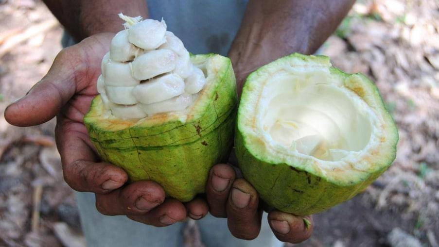 man holding halved cacao pod