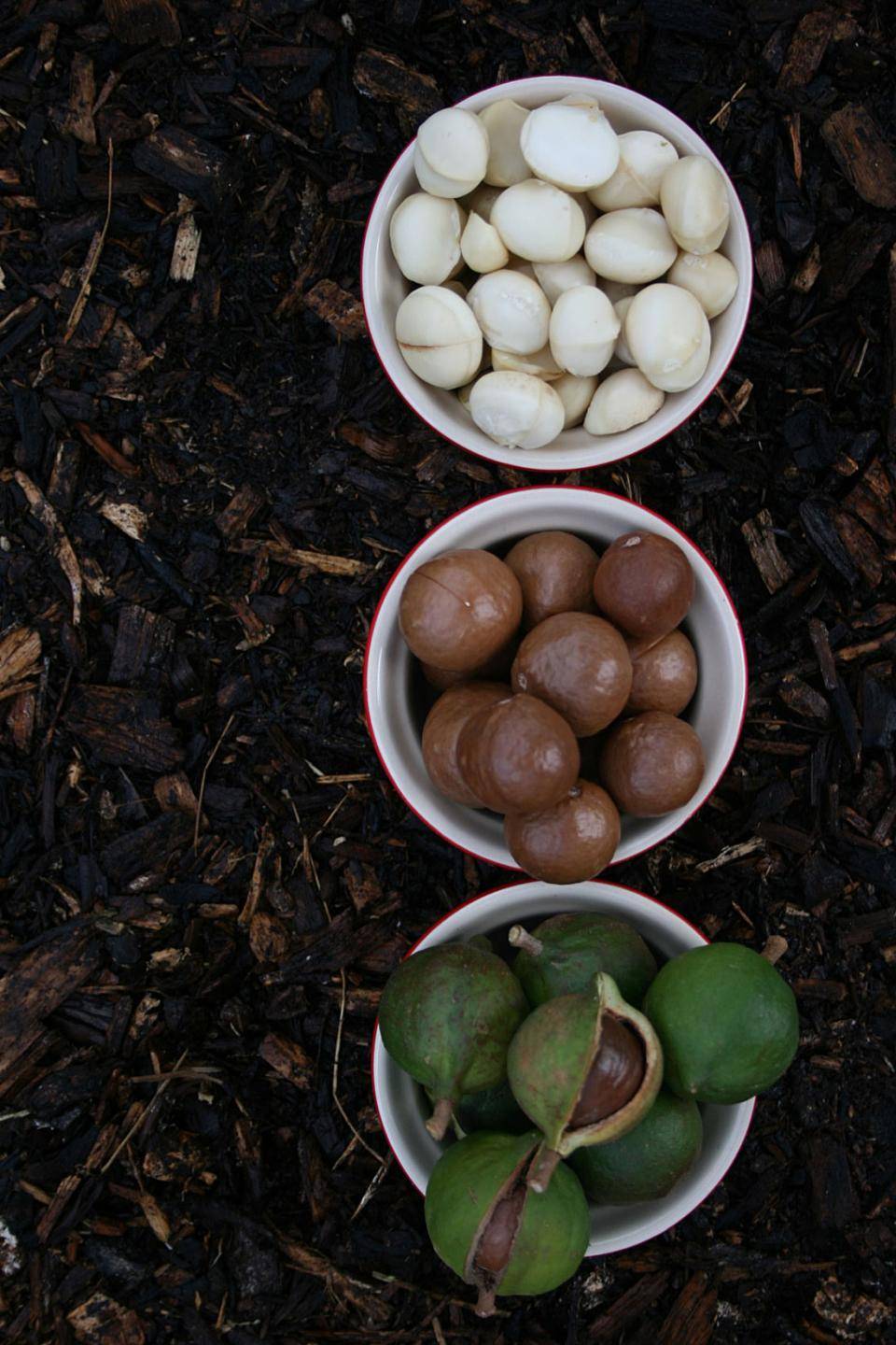 Macadamia nuts with their shells and husk