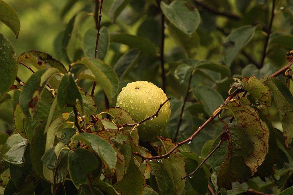 Walnut husk growing on a walnut tree (source: https://unsplash.com/@ffrige)