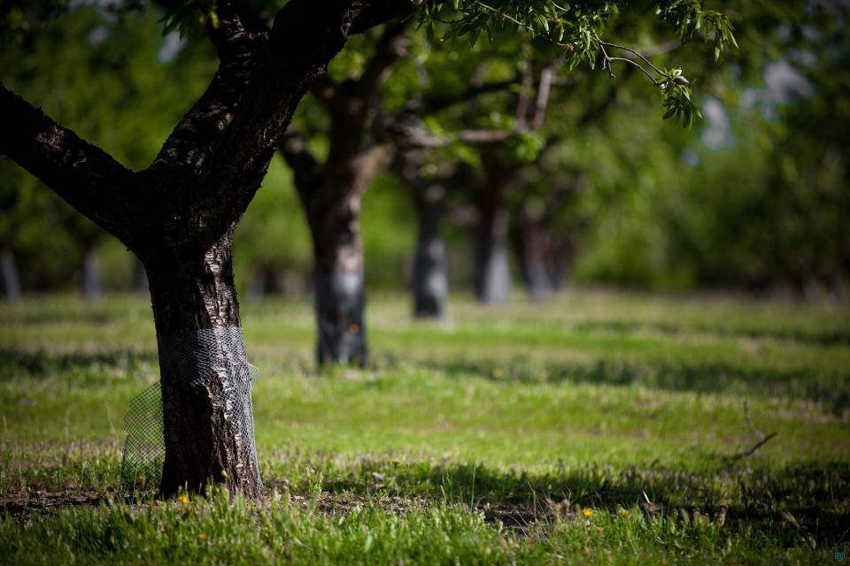 Spanish almond orchard