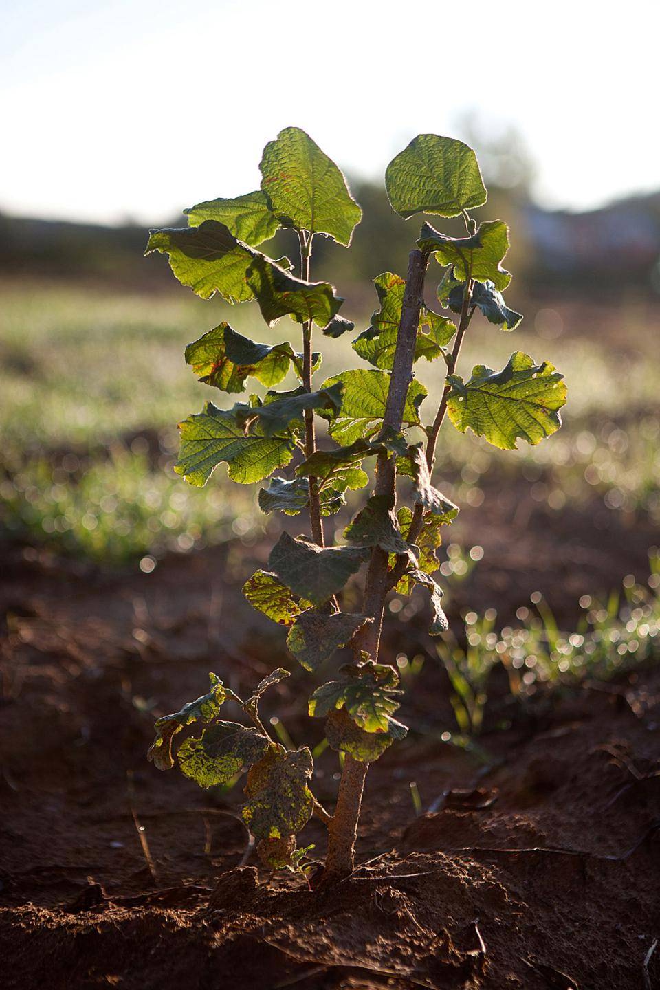 Hazelnut tree