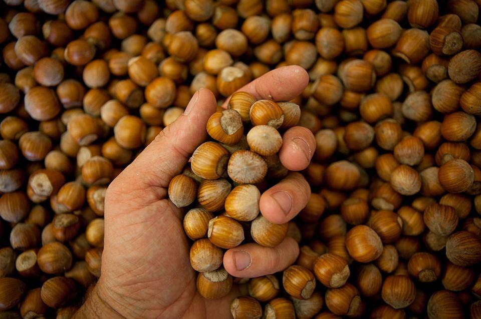 Hazelnuts in shell