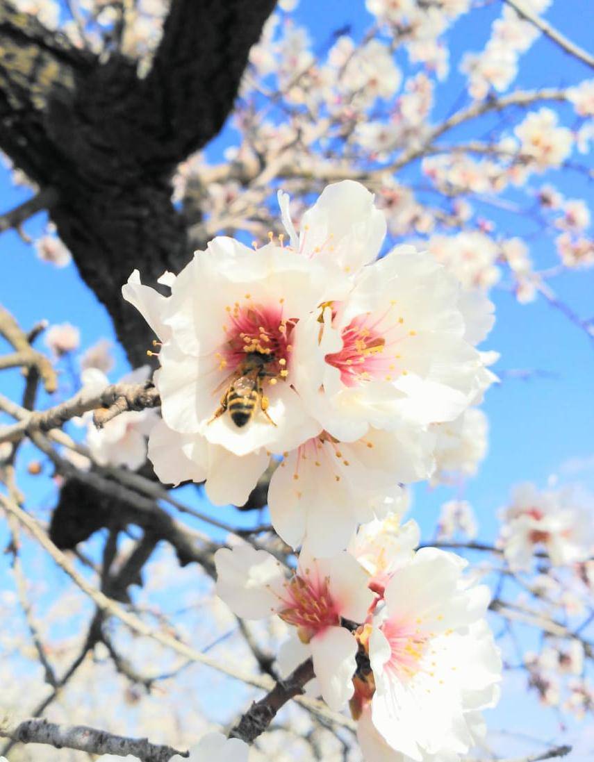 Bee pollinating a Marcona almond flower