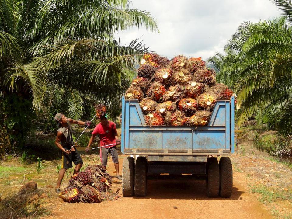 sustainable Palm oil production