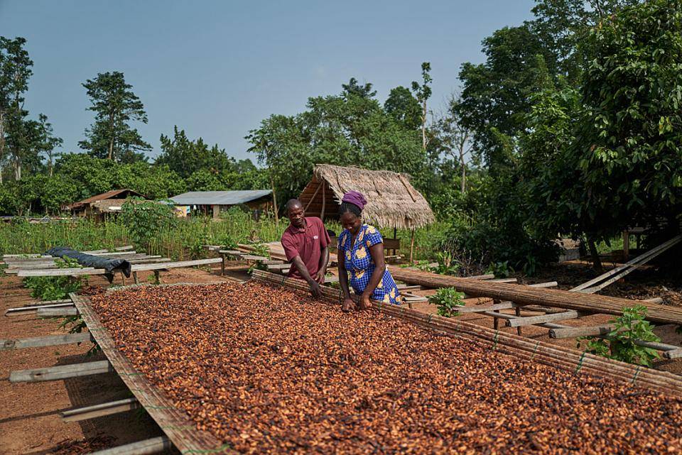 Esther and her husband Kofi checking cocoa beans