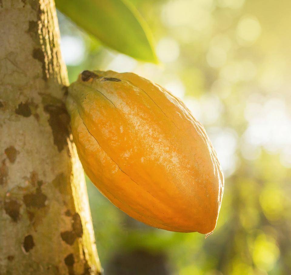 Cabosse hanging in tree