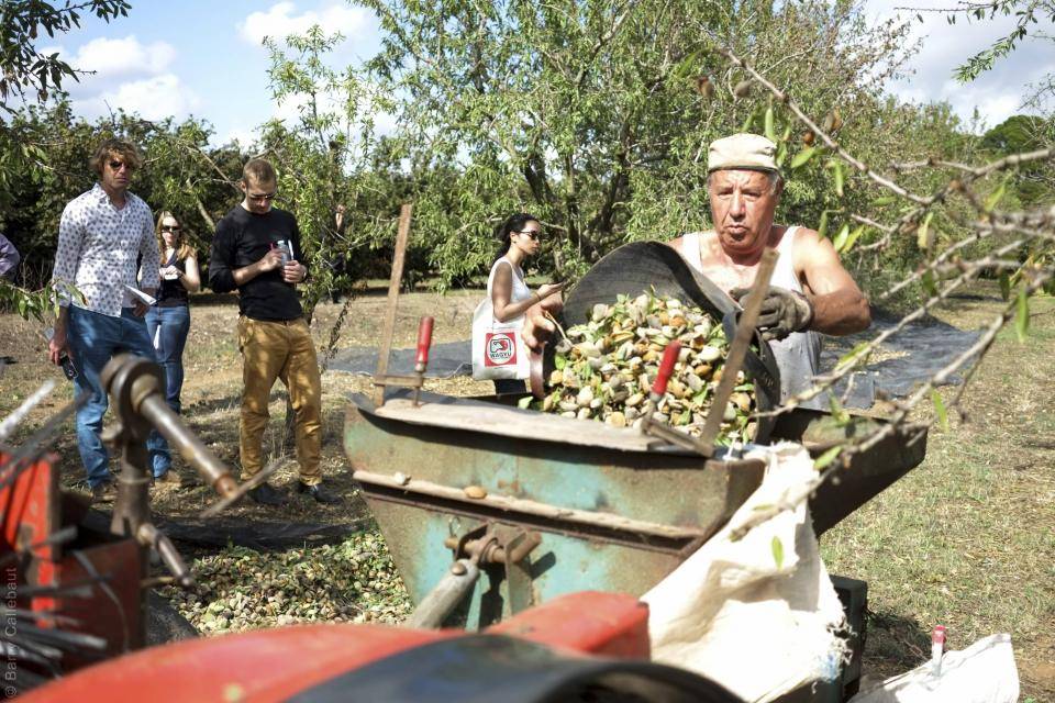 Almond harvest in Reus