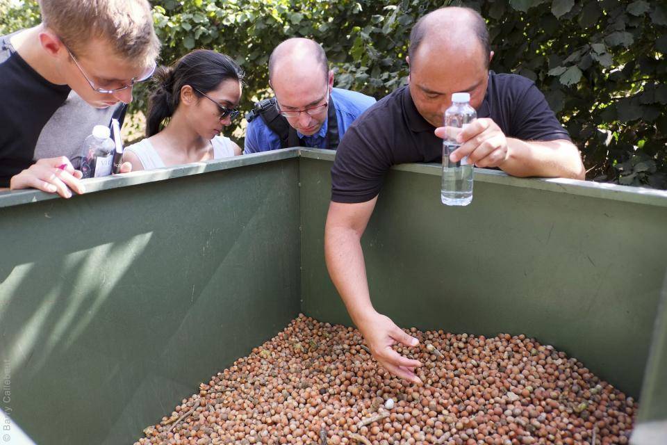 Freshly harvested hazelnuts