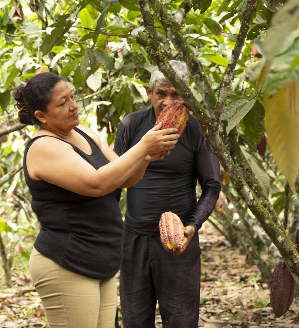 Farmers Cacaofruit