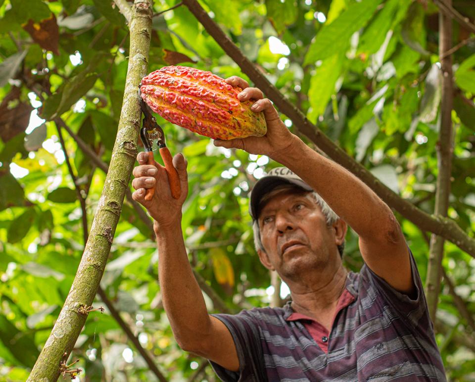 cacaofruit farmers at work