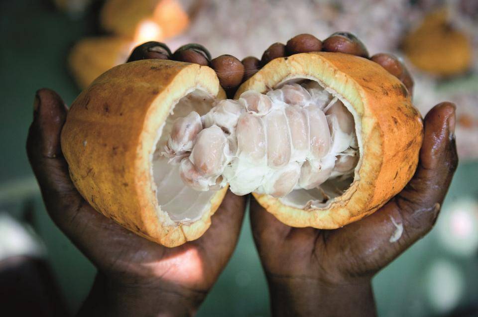 Carma, Cocoa pod