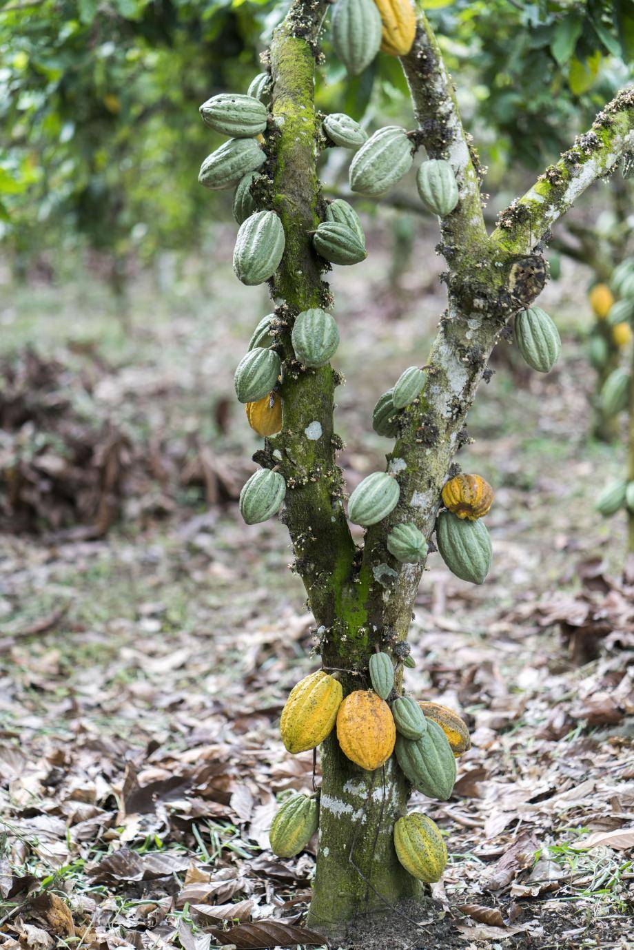 Cocoa tree