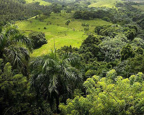 Cocoa Dominican Republic