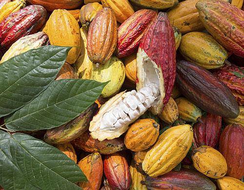 Cocoa_Peru_2.jpg