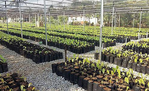 nursery indonesia
