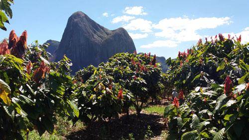 Cocoa Brazil