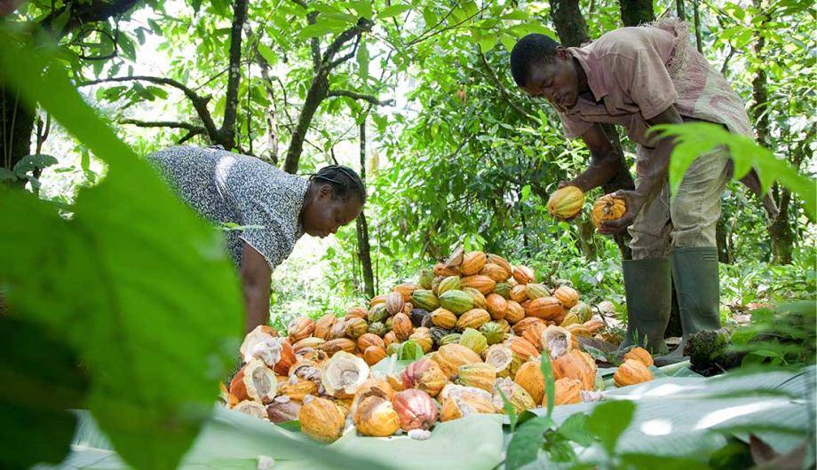 in the cocoa field
