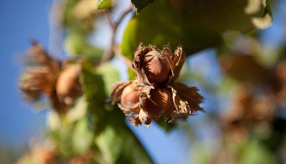 Organic nuts: hazelnuts