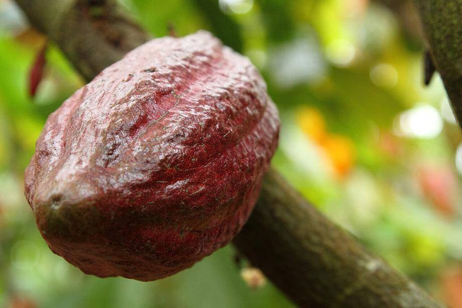 Ruby cocoa pod with ruby cocoa beans