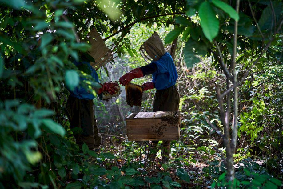 Bee-keeping Ghana