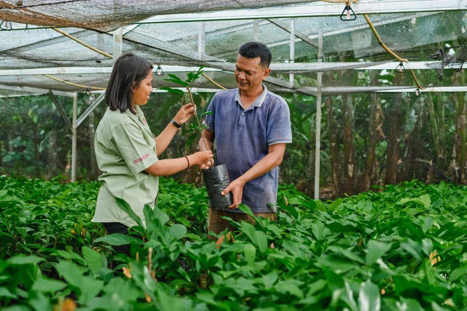 Seedling nursery, Indonesia