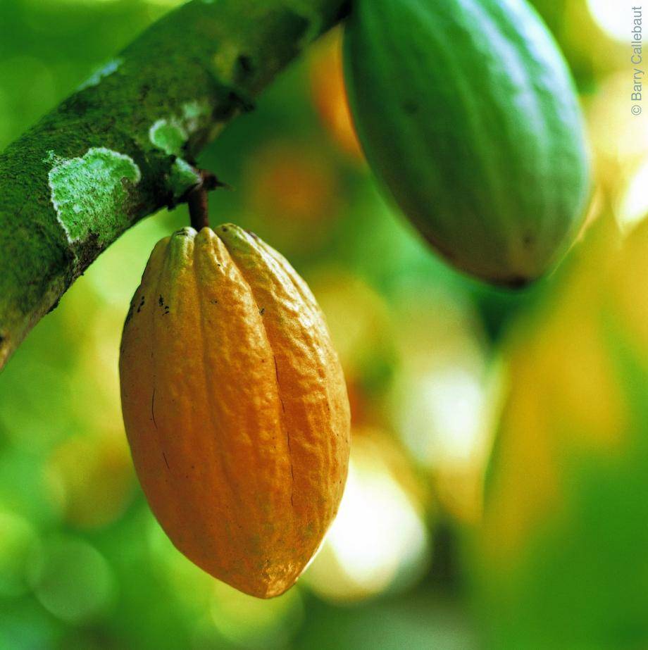 Cocoa pod