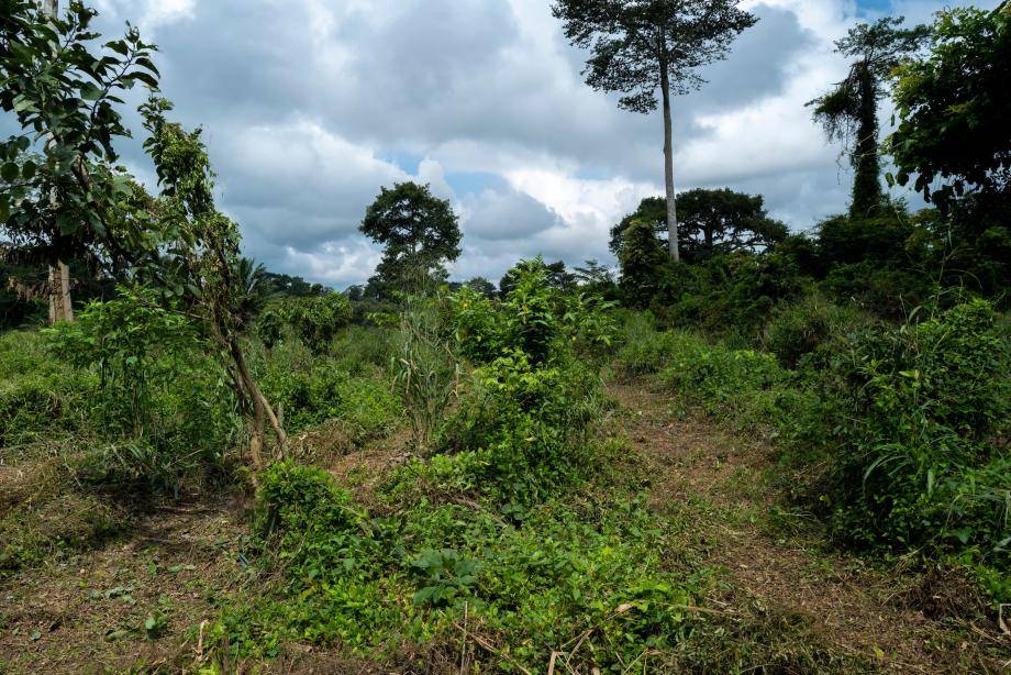 Reforesting the AGBO 2 Forest Côte d’Ivoire