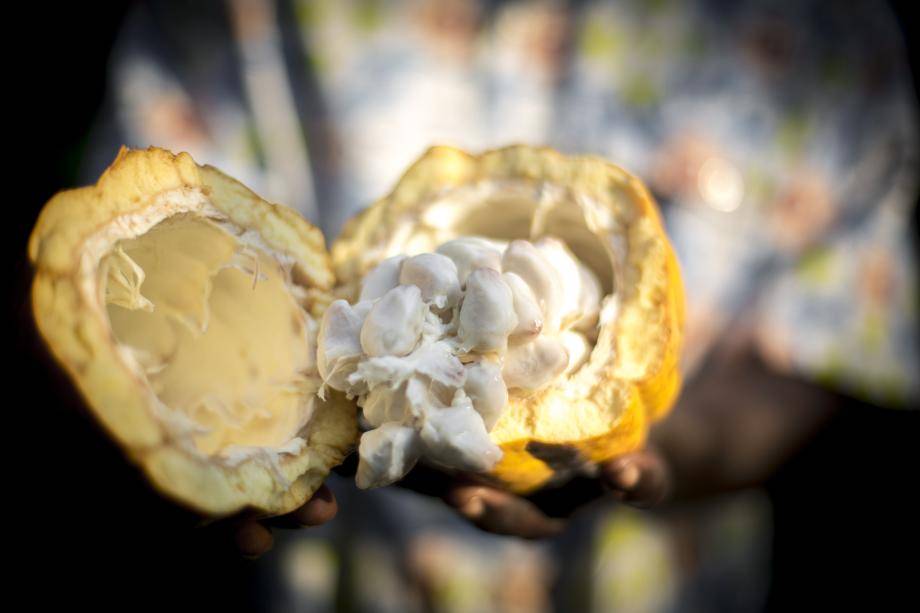 Cacao fruit