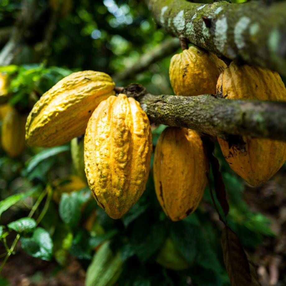 Cocoa pods, cocoa farming