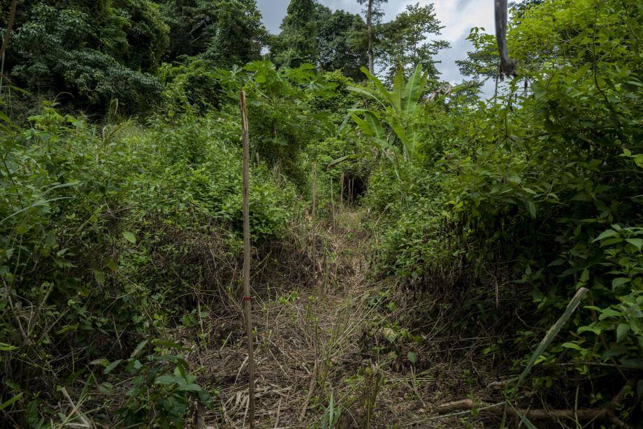 forestry and agroforestry partnership - Côte d'Ivoire