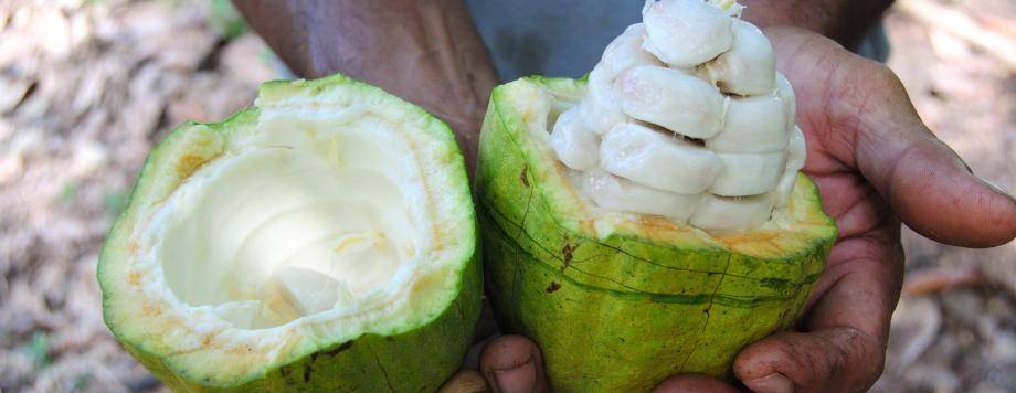 cacaofruit 