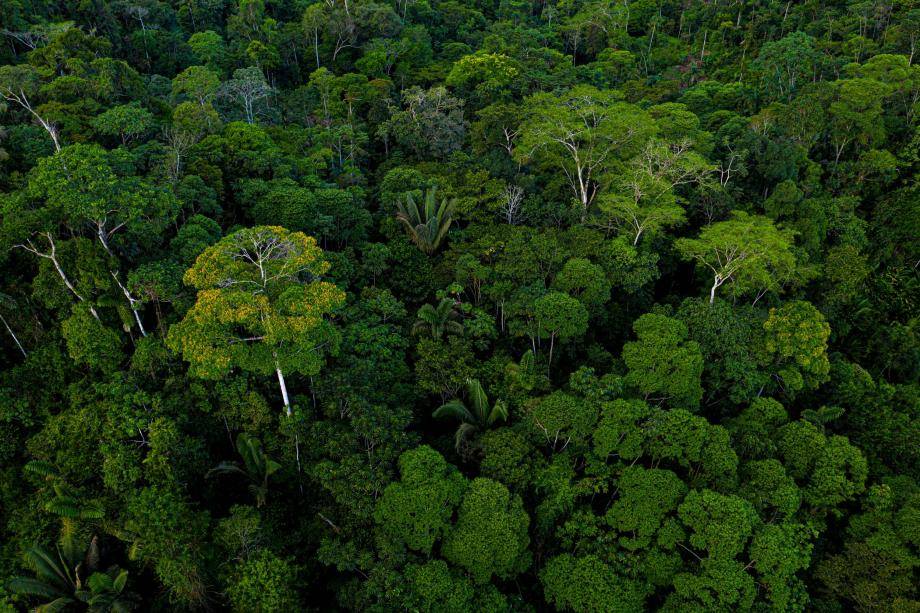 Advancing forest protection to comply with EUDR