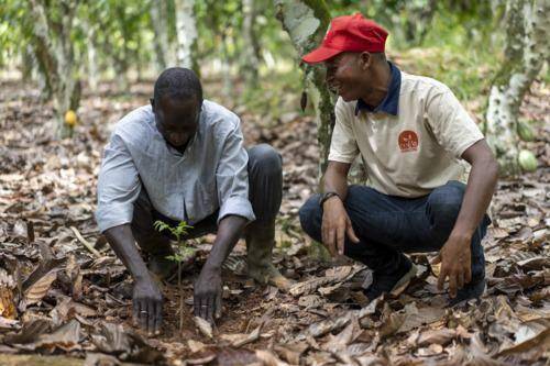 Cocoa_Horizons-Farmer_Coaching