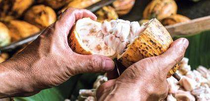 Open cacaofruit