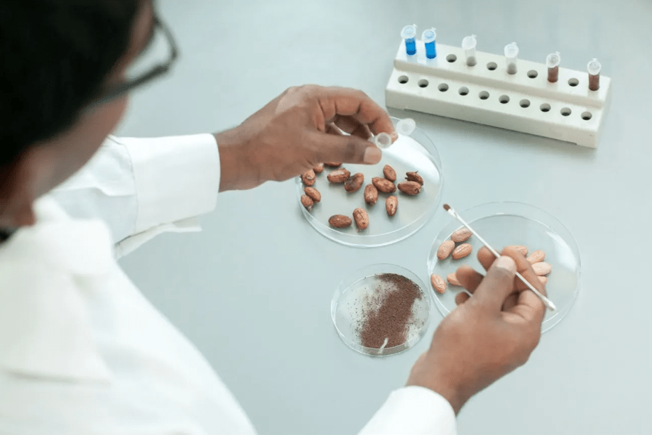 Barry Callebaut partners with the Zurich University of Applied Sciences (ZHAW) to explore cocoa cell culture technology 